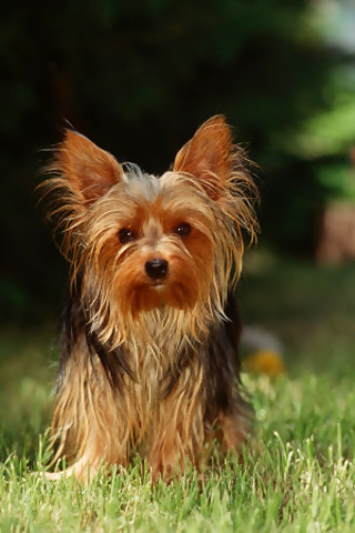 What is the gestation period of Yorkshire Terriers?